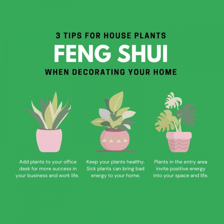 5 Houseplants That Will Absorb Negative Energy From Your Home
