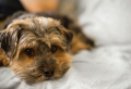 5 (Small) Calm Dog Breeds: Perfect For Apartment Living and Company