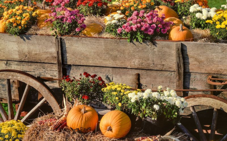 What To Plant In The Fall: 5+ Best Flowers For A Beautiful Garden