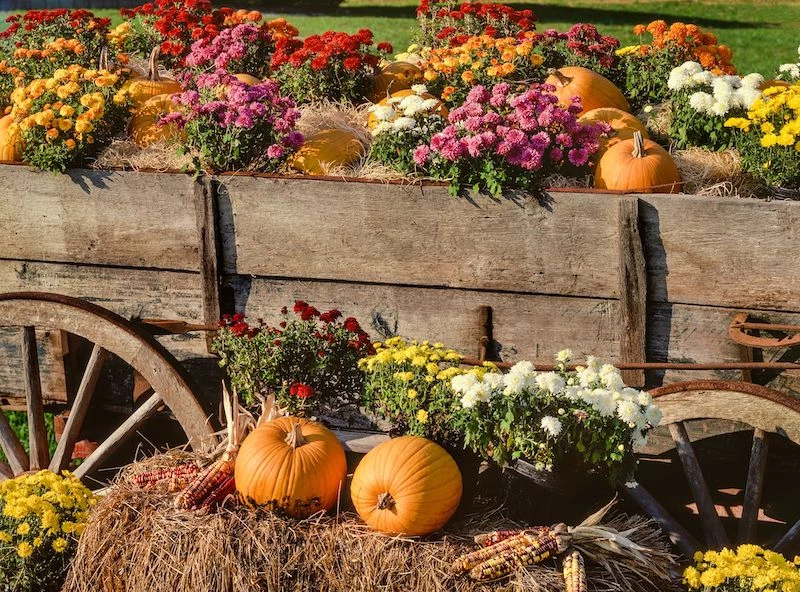 fall flowers with pumpkins