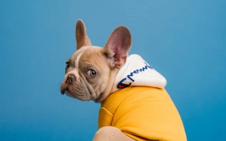 french bulldog in sweater looking back