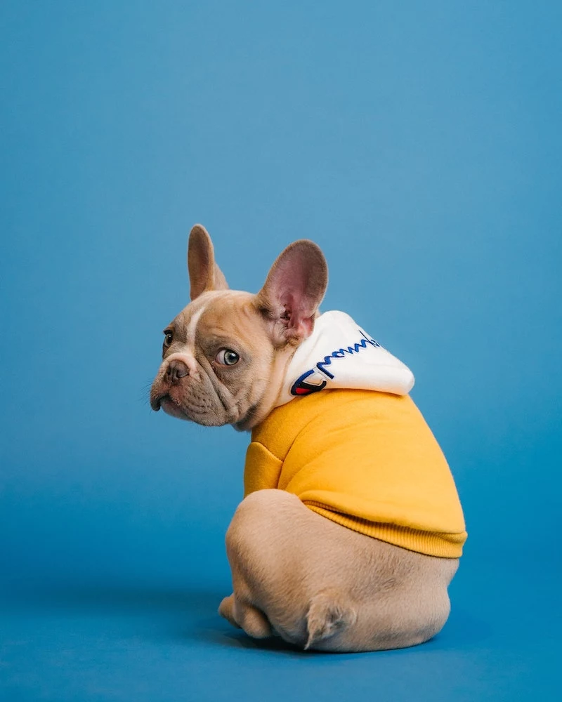 french bulldog in sweater looking back