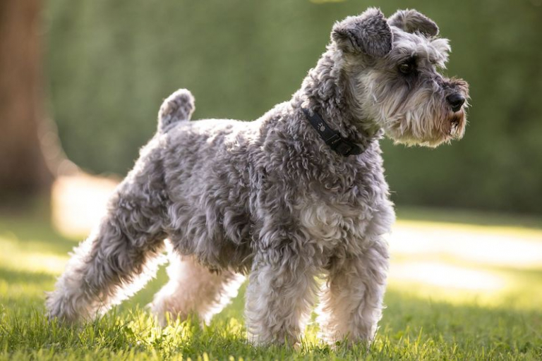 Hypoallergenic Dogs 5 Best Breeds For People With Allergies