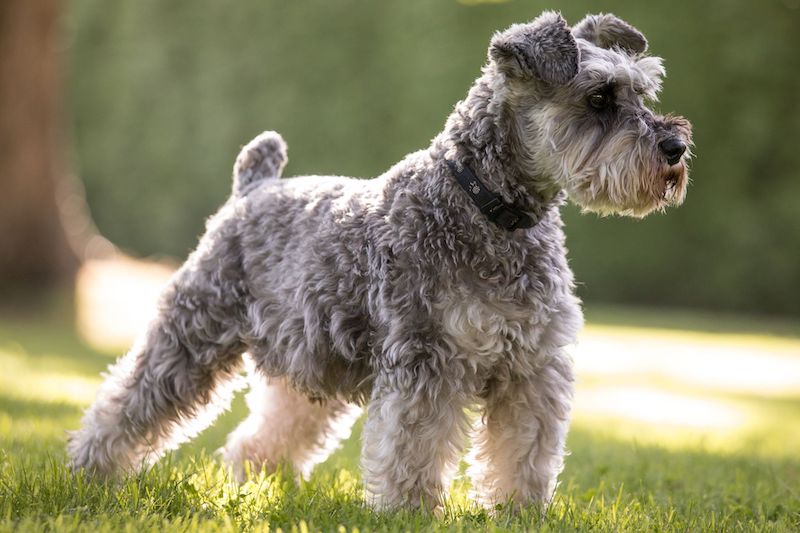 gray miniature schnauzer dog in profile