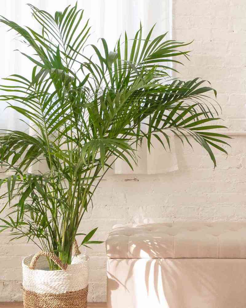 green leafy palm in big pot