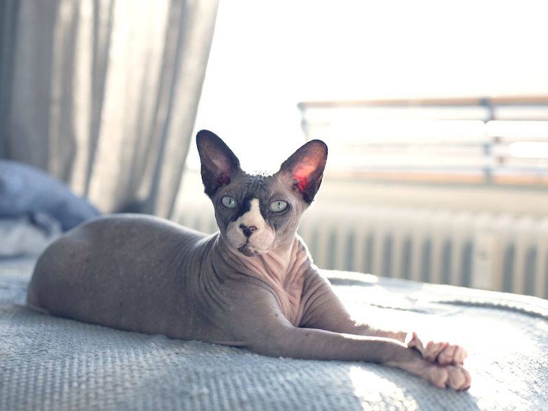 hairless sphynx xat laying in bed
