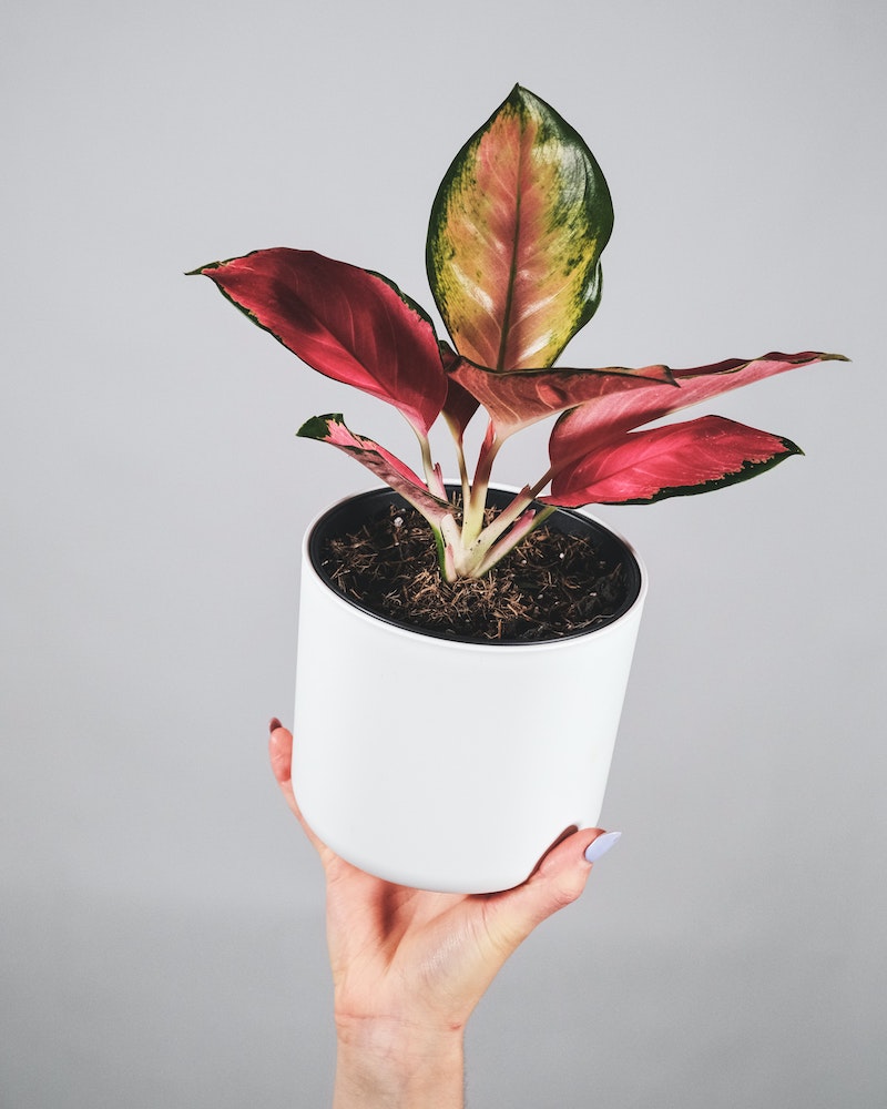hand holding white pot with aglaonema pink plant
