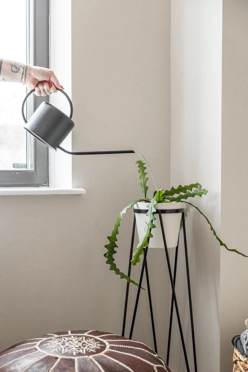 hand watering a plant with a watering can