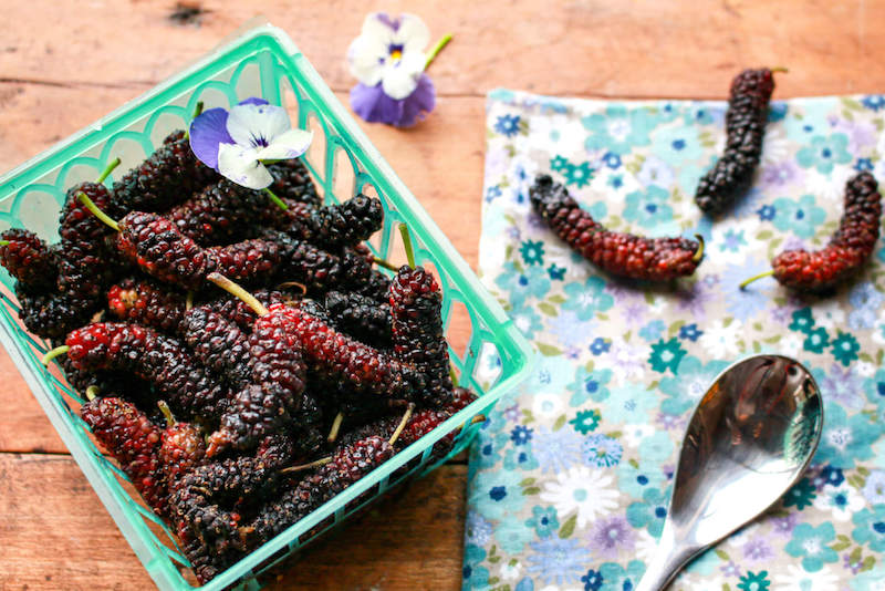 health benefits mulberries
