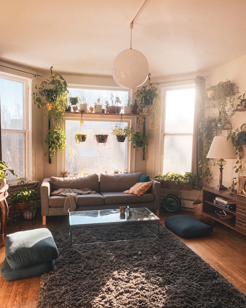 house plants that absorb negative energy