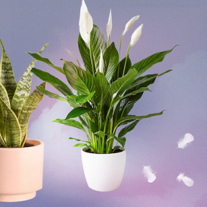 5 Houseplants That Will Protect Your Home From Negative Energy