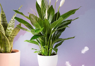 houseplants that absorb negative energy