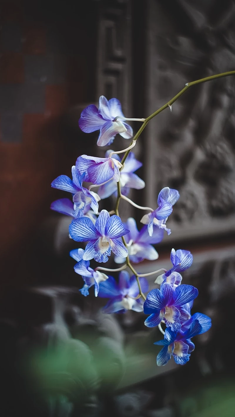how to get orchids to bloom blue orchid flowers dangaling