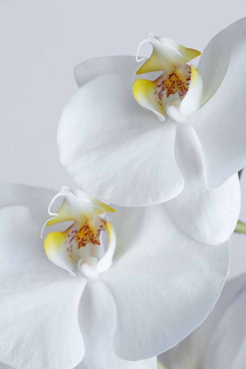how to get orchids to bloom white orchid flowers up close