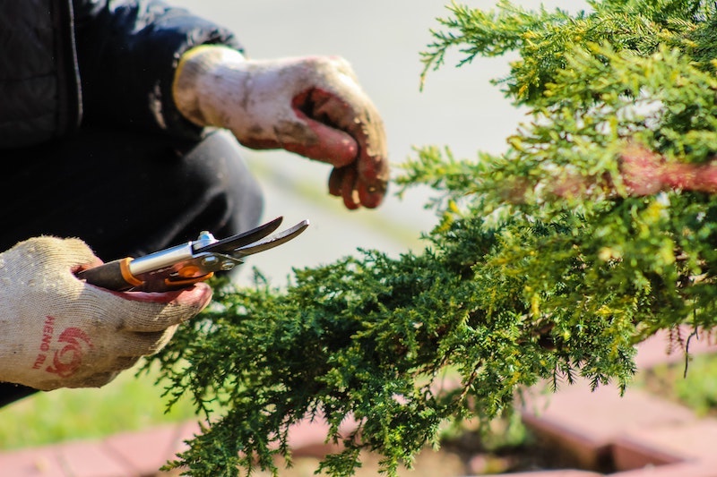 how to prepare your garden for winter hands pruning tree