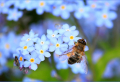 Rewidling: How To Rewild Your Garden In 7 Easy Steps