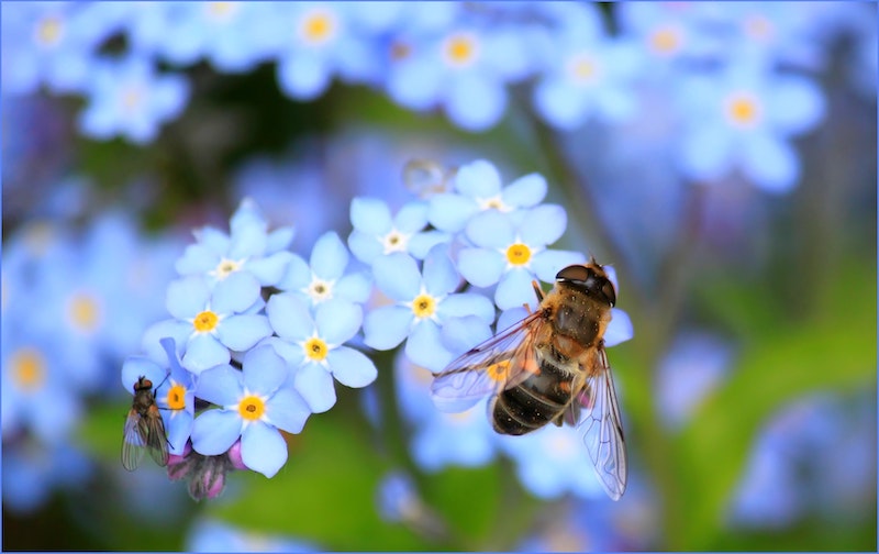 how to rewild your garden bee on a blue flower