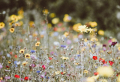 Rewidling: How To Rewild Your Garden In 7 Easy Steps