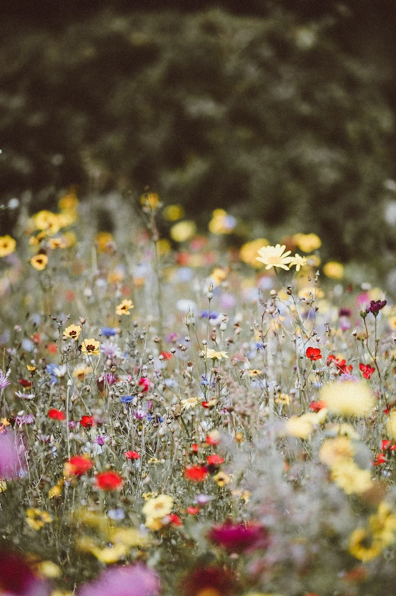 how to rewild your garden flowers