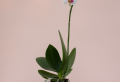 Experts Share: How To Get Orchids To Bloom Again And Again