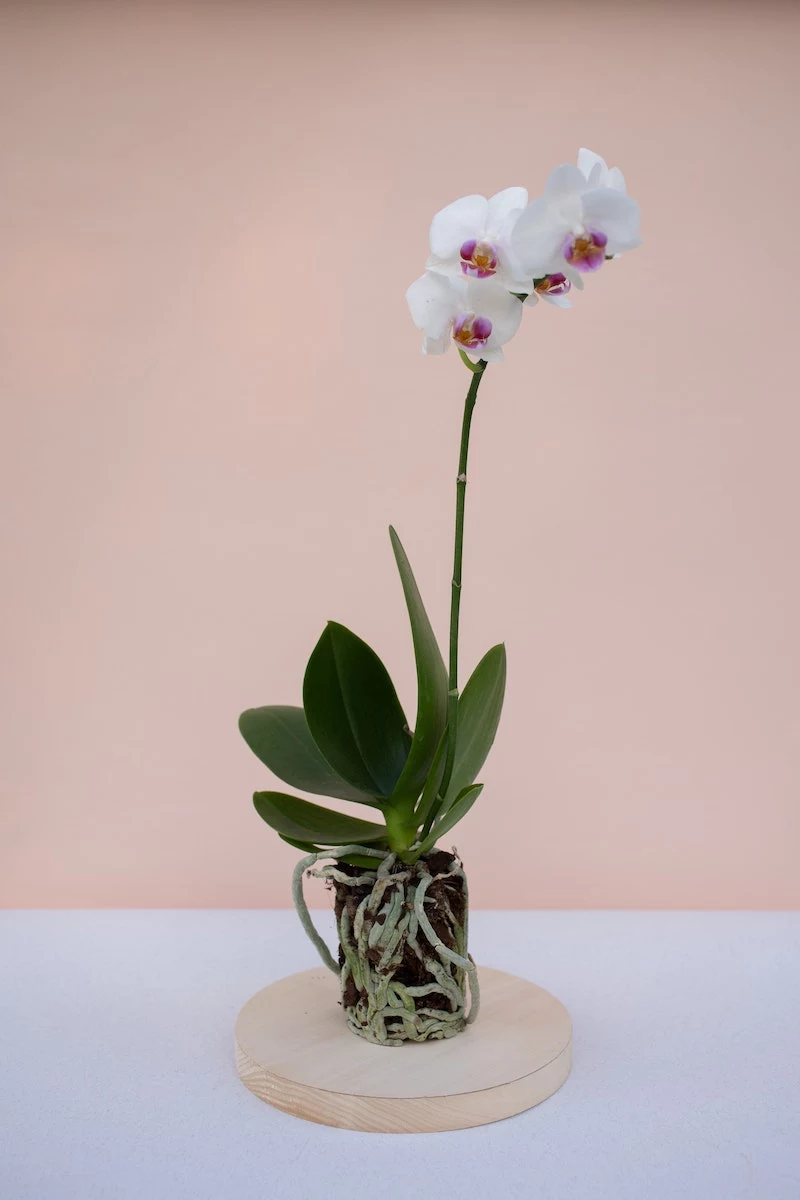 how to take care of orchids white and pink orchid with its roots out