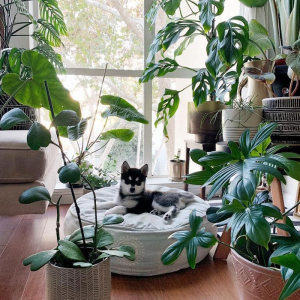 Beat Indoor Humidity Once and For All With These 6 Houseplants