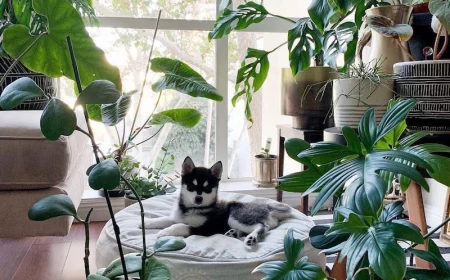 husky dog laying on its bed in between plants