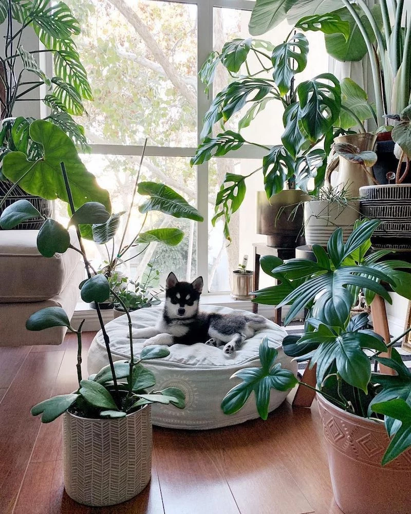 husky dog laying on its bed in between plants