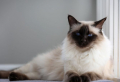 Hypoallergenic Cats: 7 Best Cat Breeds For People With Allergies