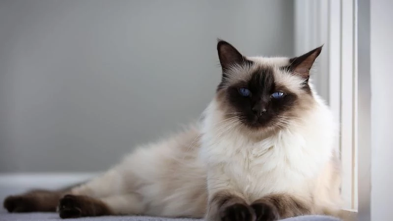 hypoallergenic cats balinese cat laying on iits side