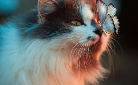 hypoallergenic cats fluffy cat with a butterfly on its nose