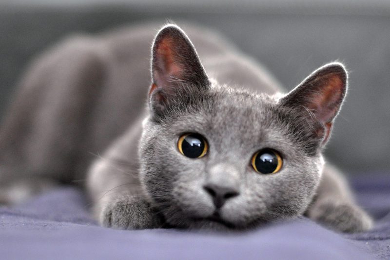 hypoallergenic cats russian blue cat gray with green eyes