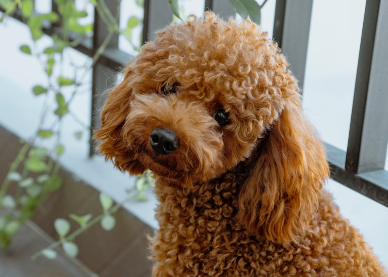 hypoallergenic dogs brown cuddly poodle