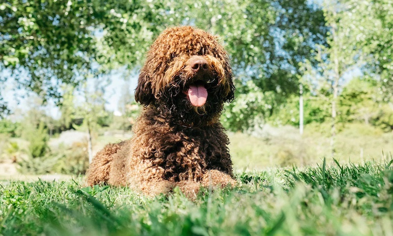hypoallergenic dogs brown spanish water dog with long coat