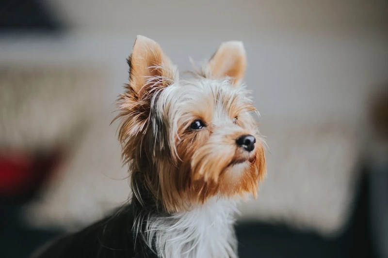 hypoallergenic dogs yorkshite terrier in profile