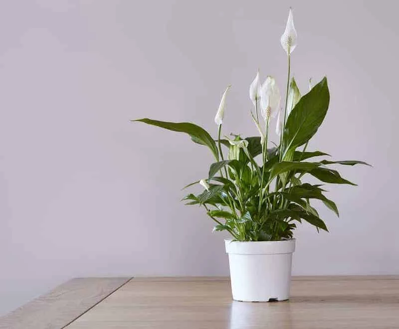 indoor humidity white peace lily in a pot
