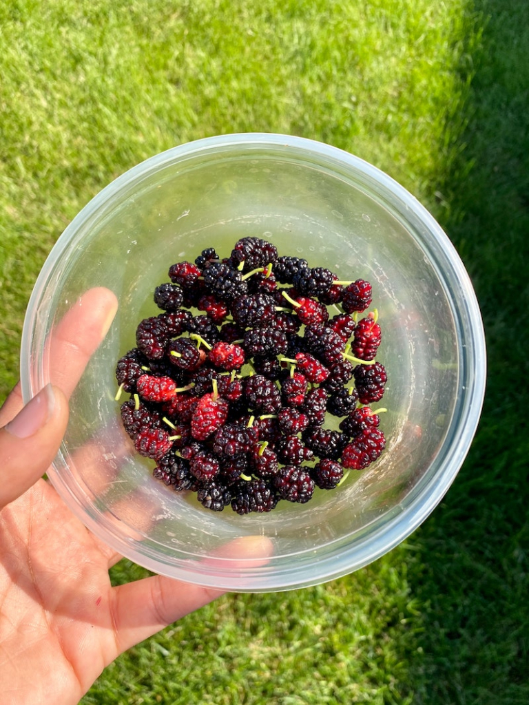 7 Health Benefits of Eating Mulberries You Didn't Know About