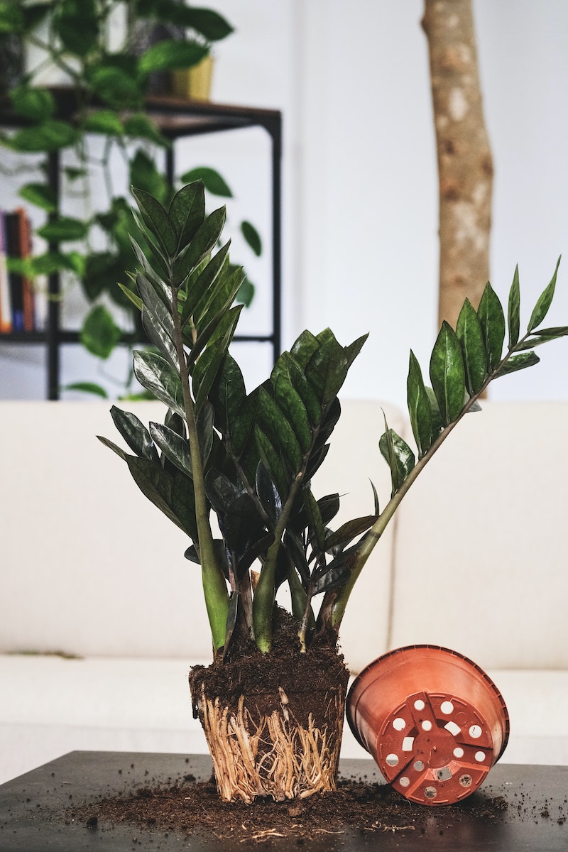 killing your houseplants plant that root bound out of pot