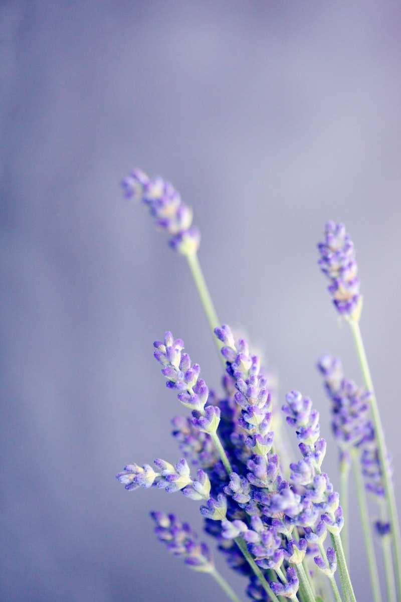 lavender strucks up close