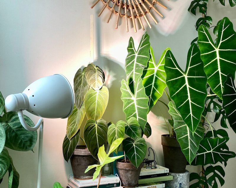 leafy plant being warmed by a grow light