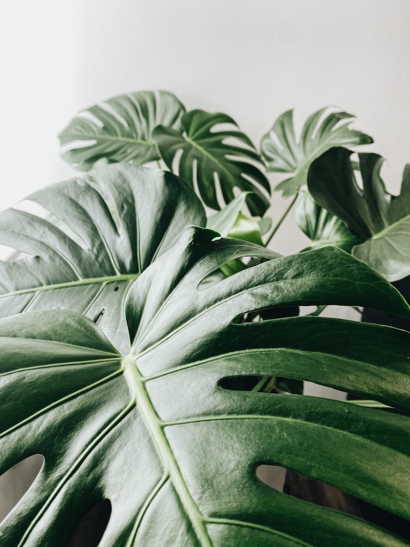 monstera leaves up close