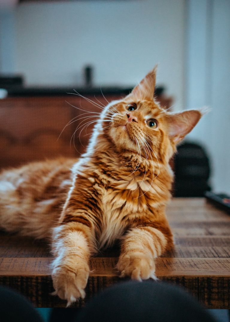 Hypoallergenic Cats: 7 Best Cat Breeds For People With Allergies