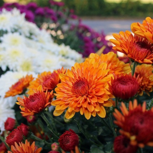 What To Plant In The Fall: 5+ Best Flowers For A Beautiful Garden