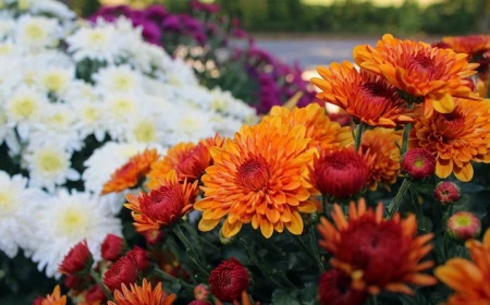 orange chrysanthemums in a garden