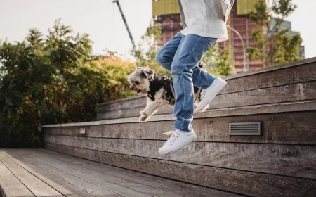 person walking a yorkshire terrier dog