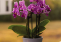 Experts Share: How To Get Orchids To Bloom Again And Again