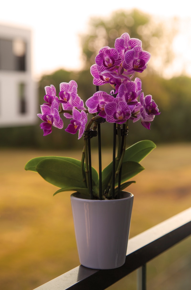 pink and purple orchid sitting in a pot