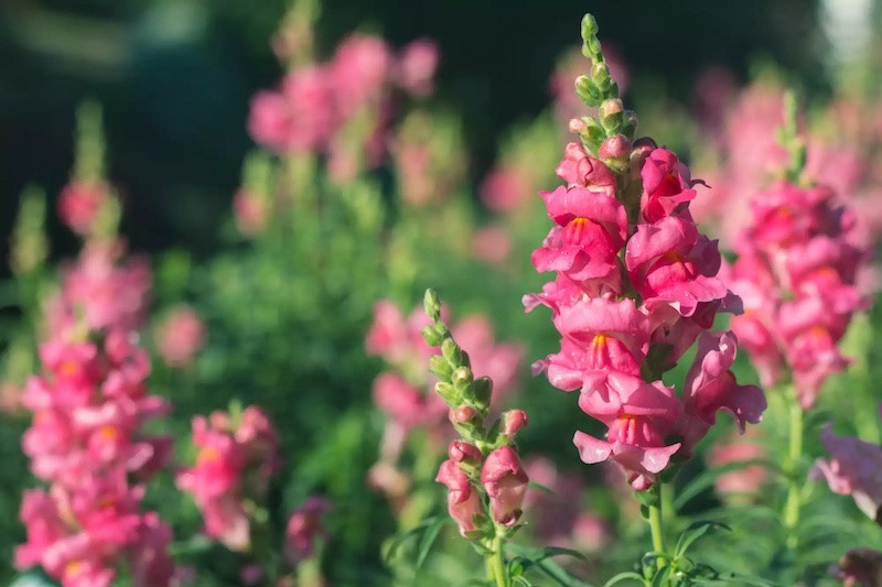 pink snapdragons in a field