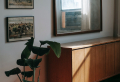 5+ Common Mistakes That Are Killing Your Houseplants