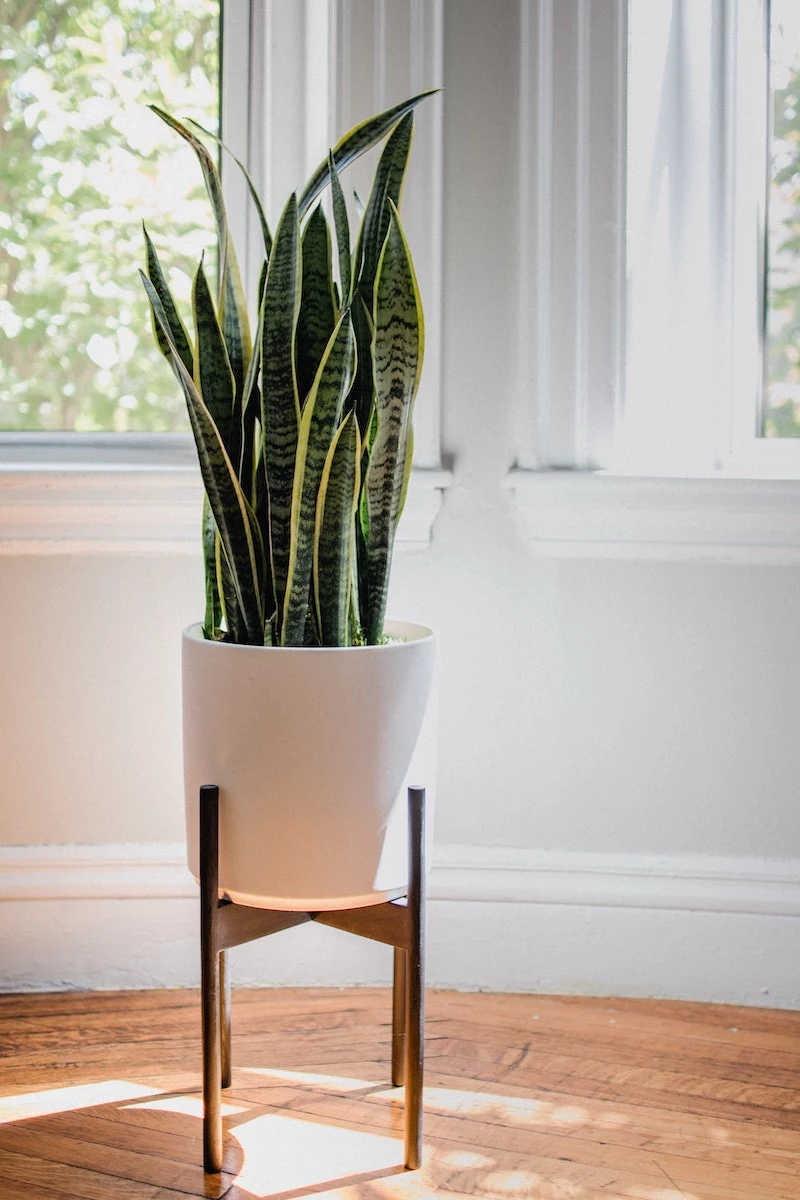 plants that don't need water snake plant in a big white pot